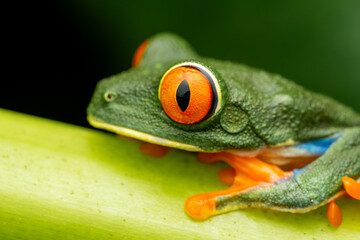 Close up of red eyed tree frog in Costa Rica rainforest