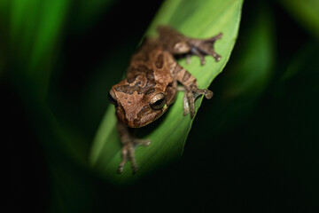 Tree frog on green leaf at night in Costa Rica rainforest