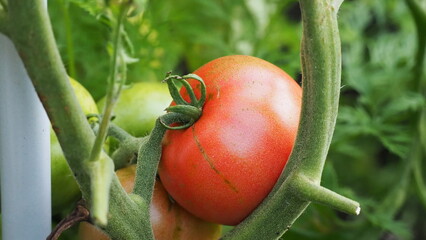 pomidor na krzaku