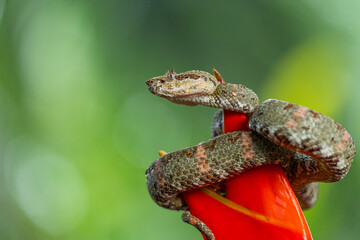 Eyelash viper on tropical flower in Costa Rica rainforest