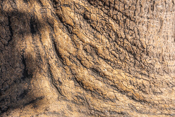 Close-Up of Tree Bark Showing Textured Patterns and Natural Details