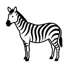 zebra standing full body white background