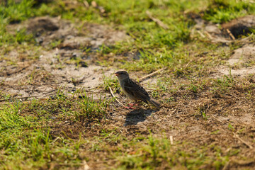 A solitary, lonely bird rests on the ground within its natural habitat, showcasing its beauty