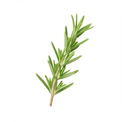 Naklejka premium Aromatic Green Rosemary Sprig Isolated on White Background for Culinary Use