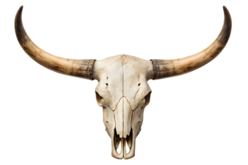 Longhorn Skull A Majestic Symbol of the American West