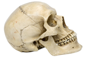 Human Skull Anatomy Osteological Study of Cranium, Mandible, and Dentition in Detailed Side View