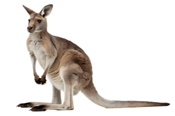 Majestic Kangaroo in Full Profile A Portrait of Australian Wildlife Isolated on a Clean White Background, Symbolizing Outback and Nature