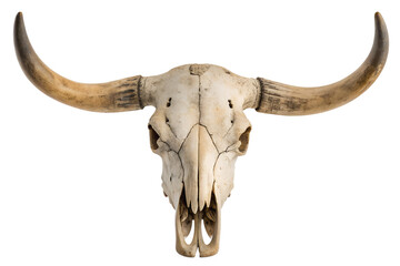 An aged and weathered bovine skull, featuring magnificent, sweeping horns, starkly presented against a pure white background, embodying rustic elegance and natural history in a studio setting