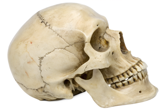 Human Skull Anatomy Osteological Study of Cranium, Mandible, and Dentition in Detailed Side View