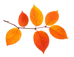 Fototapeta premium Autumn dry leaves isolated on a transparent background.