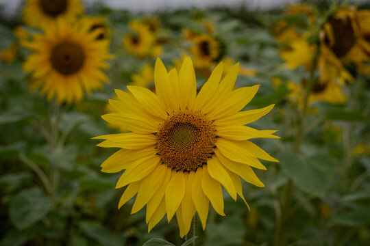 Sunflowers in a field