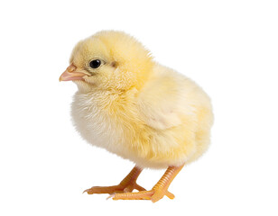 Obraz premium Baby chicken isolated on a transparent background.