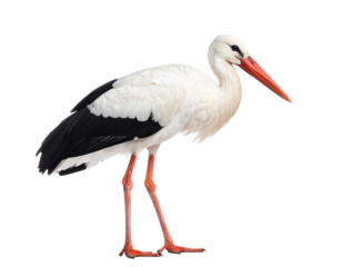 White stork isolated on a transparent background..