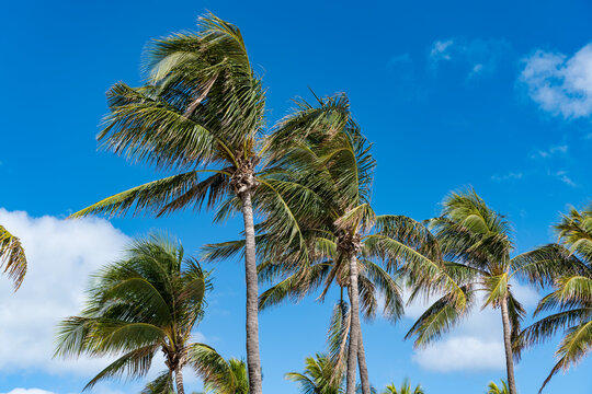Hurricane in Florida. Palm tree in hurricane weather. Tropical beach in Miami. Tropical windy weather with palm tree. Strong wind. Exotic nature. Palm tree on windy weather. Swaying palm trees - Powered by Adobe