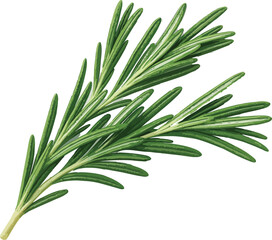 Fototapeta premium Fresh Green Rosemary Sprig Isolated White Background