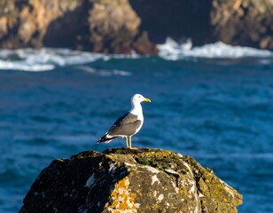 Seagull perched on rock, ocean backdrop