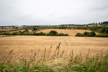 Wheat field after harvesting by combine. High quality photo