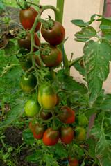 Ripe tomatoes on the branches of a tomato tree for publication, banner, cover, website.