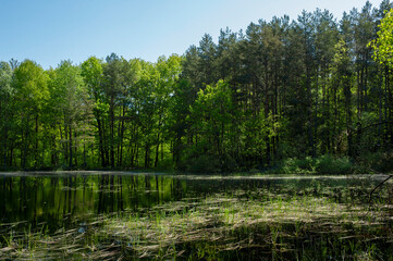 Green forest and lake, reflection of trees in the water.