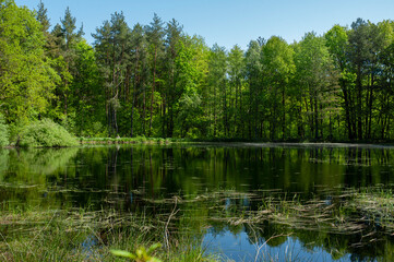 Green forest and lake, reflection of trees in the water.