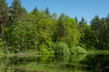 Green forest and lake, reflection of trees in the water.