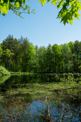 Green forest and lake, reflection of trees in the water.