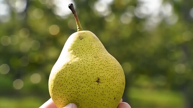 A close-up of a fresh, ripe, yellow-green pear held in a hand with a blurry green garden background.