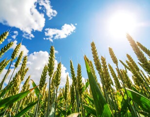 Low angle view of wheat field under a vibrant blue sky with puffy clouds and a bright sun