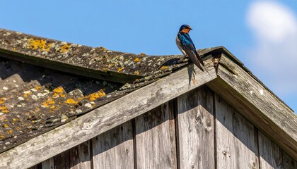 Swallow perched on weathered wooden roof