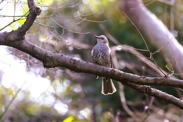 A Japanese brown-eared bulbul perched on a branch in winter