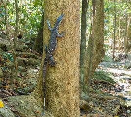 Lace monitor (Varanus varius), also known as the tree goanna, climbing a tree in the primitive rainforests of Queensland, Australia