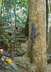 Sighting of a lace monitor (Varanus varius), also known as the tree goanna, in the rainforests of Queensland, Australia