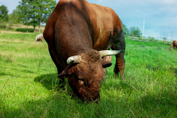 Dark brown bull with horns in a free field. Cattle grazing in the mountains.