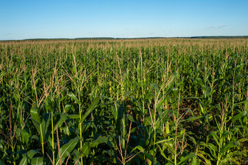 Corn field close-up. Selective focus. Green corn plantation, close-up of corn on the cob in the field.