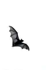 Fototapeta premium A striking bat silhouette glides gracefully, evoking feelings of freedom and mystery.