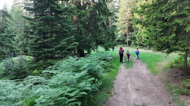 Walking in the woods. A family with two children is walking in a clearing in the forest, returning to the car. Drone aerial shot.