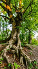 Obraz premium Lush, ancient tree with extensive roots