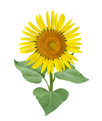 Fototapeta premium ヒマワリ