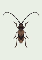 Detailed vector illustration of a brown and black longhorn beetle, top view isolated on a plain background. Flat design of a Cerambycidae insect