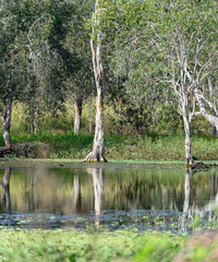 Tall paperbark trees reflected in a still wetland lagoon, capturing the serene beauty of Australia’s natural environment. © Jackson Photography