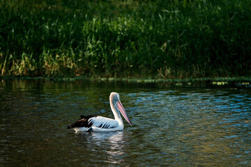 An Australian pelican glides smoothly across the surface of a calm wetland pond with lush green banks in the background.