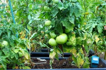 Green tomatoes at garden. Growth in progress. Sweden, 2025.
