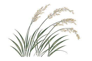 Natural rice stalk design on white high resolution picture