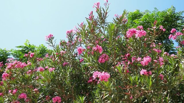 Nerium oleander, rosebay cultivated worldwide in temperate and subtropical areas as an ornamental and landscaping plant. Genus Nerium, Apocynoideae, Apocynaceae. Montenegro, Adriatic, Mediterranean