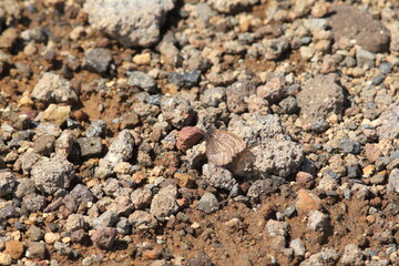 Daisetsuzan Melissa Arctic (Oeneis melissa daisetsuzana) in Hokkaido, Japan