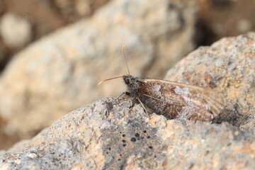 Daisetsuzan Melissa Arctic (Oeneis melissa daisetsuzana) in Hokkaido, Japan