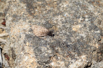 Daisetsuzan Melissa Arctic (Oeneis melissa daisetsuzana) in Hokkaido, Japan