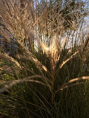 trees in the forest, pampas grass, grass at sunset 