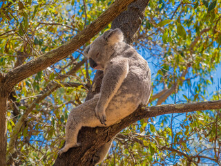 Close encounter with a wild koala (Phascolarctos cinereus), Forts Hiking Trail, Magnetic Island, Queensland, Australia