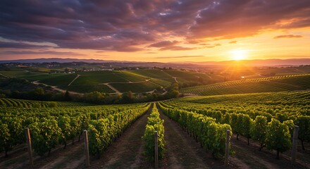 Fototapeta premium Lush vineyard valley under golden evening skies | Nature, Landscape & Backgrounds